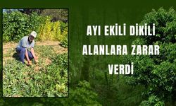 AYI EKİLİ DİKİLİ ALANLARA ZARAR VERDİ