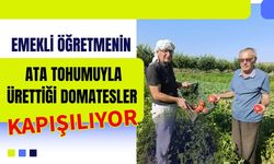 EMEKLİ ÖĞRETMENİN ATA TOHUMUYLA ÜRETTİĞİ DOMATESLER KAPIŞILIYOR