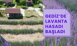 Gediz’de Lavanta Hasadı Başladı