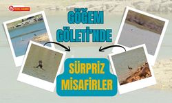 Göğem Göleti’nde Sürpriz Misafirler