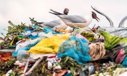 WWF’den Plastik Kirliliğine Karşı Önemli Çağrı!