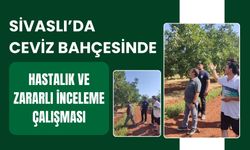 Sivaslı'da Ceviz Bahçesinde Hastalık ve Zararlı İnceleme Çalışması