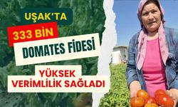 Uşak’ta 333 Bin Domates Fidesi Yüksek Verimlilik Sağladı