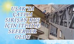 Uşak’ta Çatıya Sıkışan Kuş İçin İtfaiye Seferber Oldu