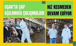 Uşak’ta Şap Aşılaması Çalışmaları Hız Kesmeden Devam Ediyor