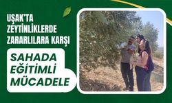 Uşak’ta Zeytinliklerde Zararlılara Karşı Mücadele
