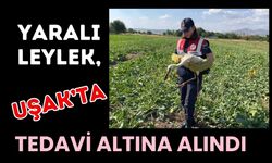 Uşak’ta Yaralı Leylek Tedavi Altına Alındı