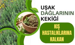 Uşak Dağlarının Kekiği Kış Hastalıklarına Kalkan