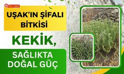 Uşak’ın Şifalı Bitkisi Kekik, Sağlıkta Doğal Güç