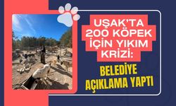 Uşak’ta 200 Köpek İçin Yıkım Krizi: Belediye Açıklama Yaptı