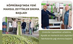 MANİSA KÖPRÜBAŞI’INDA YENİ MAHSUL ZEYTİNLER SIKIMA BAŞLADI