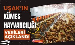 Uşak’ın Kümes Hayvancılığı Verileri Açıklandı