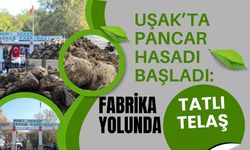 Uşak’ta Pancar Hasadı Başladı: Fabrika Yolunda Tatlı Telaş