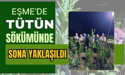 Eşme’de Tütün Sökümünde Sona Yaklaşıldı