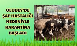 Ulubey’de Şap Hastalığı Nedeniyle Karantina Başladı