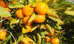 Satsuma Mandalinanın İhracat Yolculuğu 17 Ekim’de Başlıyor