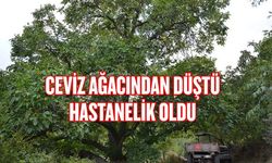 CEVİZ AĞACINDAN DÜŞTÜ HASTANELİK OLDU