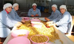 Sofralık Zeytin İhracatında 255 Milyon Dolarlık Tarihi Rekor