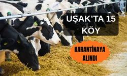 Uşak’ta Şap Alarmı: 15 Köyde Karantina Uygulaması Başladı