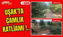 Uşak’ta Çamlık Katliamı: 20 Yıllık Emek Bir Günde Yok Oldu