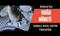 Banaz’da Doğa Nöbeti: Yaralı Kızıl Geyik Tedavide