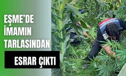 Eşme’de İmamın Tarlasından Esrar Çıktı