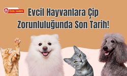 Evcil Hayvanlara Çip Zorunluluğunda Son Tarih!