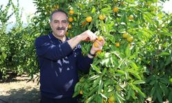 Mandalina İhracatında Ekim Ayında Rekor Artış Yaşandı