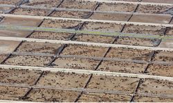 Endüstriyel Hayvancılık İklim Hedeflerini Tehlikeye Atıyor