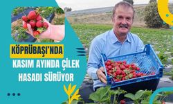 Köprübaşı’nda Kasım Ayında Çilek Hasadı Sürüyor