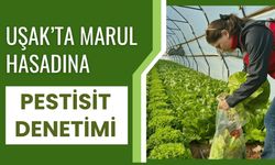 Uşak’ta Marul Hasadına Pestisit Denetimi