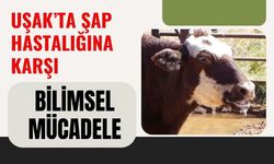 Uşak’ta Şap Hastalığına Karşı Bilimsel Mücadele