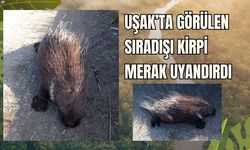 Uşak’ta Görülen Sıradışı Kirpi Merak Uyandırdı