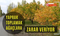 Yaprak Toplamak Ağaçlara Zarar Veriyor
