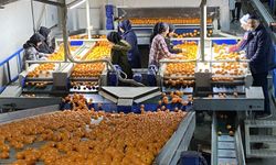 Mandalina İhracatı 2025’te Rekor Üstüne Rekor Kırıyor