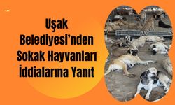 Uşak Belediyesi’nden Sokak Hayvanları İddialarına Yanıt