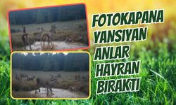 Fotokapanlara Yansıyan Anlar Hayran Bıraktı
