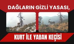 Dağların Gizli Yasası, Kurt ile Yaban Keçisi