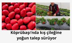 Köprübaşı’nda kış çileğine yoğun talep sürüyor