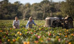 Tarım-ÜFE Kasımda Yıllık Yüzde 31,45 Arttı