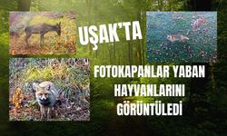 Uşak’ta Fotokapanlar Yaban Hayvanlarını Görüntüledi