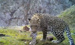 Anadolu Parsına Zararın Bedeli, 45 Milyon TL Ceza