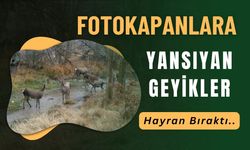 Fotokapanlara Yansıyan Geyikler Hayran Bıraktı