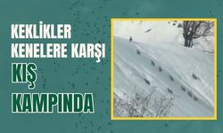 Keklikler Kenelere Karşı Kış Kampında