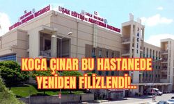 Koca Çınar Bu Hastanede Yeniden Filizlendi!..