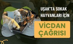 Uşak’ta Sokak Hayvanları İçin Vicdan Çağrısı
