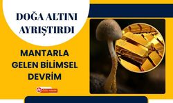 Doğa Altını Ayrıştırdı: Mantarla Gelen Bilimsel Devrim