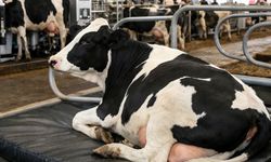 İnekler İçin Ortopedik Yatak Süt Verimini Artırdı