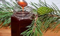 Türk Çam Balı Manuka’ya Rakip Oluyor