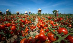 Tarım İşçilerinin Ücretleri 2025’te Yüzde 37 Arttı